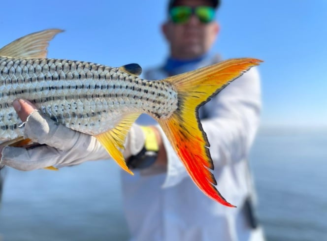 5 Day Tiger Fishing Package at Kubu And Kwena Lodge